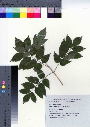  ( - NSB_11)  @11 [ ] Copyright (2021) Unspecified Forestry and Forest Products Research Institute