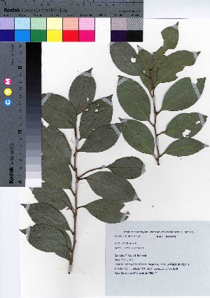  (Camellia japonica - TSM_17)  @11 [ ] Copyright (2021) Unspecified Forestry and Forest Products Research Institute