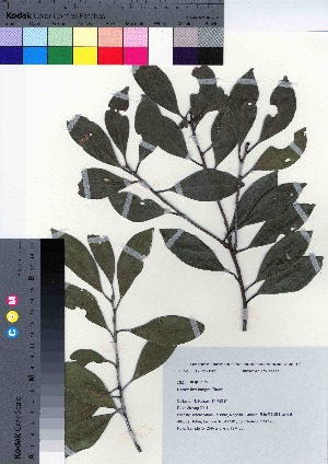  (Ilex integra var. integra - TSM_53)  @11 [ ] Copyright (2021) Unspecified Forestry and Forest Products Research Institute