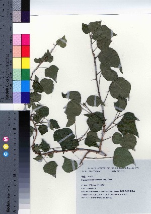  (Hedera rhombea - TSM_66)  @11 [ ] Copyright (2021) Unspecified Forestry and Forest Products Research Institute