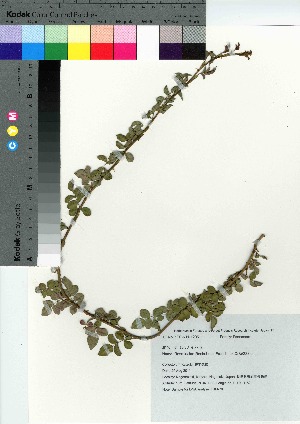  ( - TSM_70)  @11 [ ] Copyright (2021) Unspecified Forestry and Forest Products Research Institute