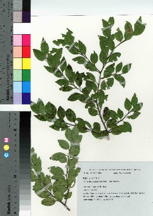  ( - KIS_07)  @11 [ ] Copyright (2021) Unspecified Forestry and Forest Products Research Institute