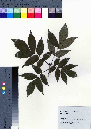  ( - CCB0289)  @11 [ ] Copyright (2021) Unspecified Forestry and Forest Products Research Institute