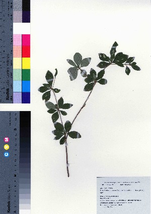  (Enkianthus cernuus f. rubens - CCB0305)  @11 [ ] Copyright (2021) Unspecified Forestry and Forest Products Research Institute