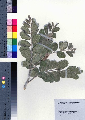  ( - oOGA0272)  @11 [ ] Copyright (2021) Unspecified Forestry and Forest Products Research Institute