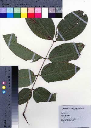  ( - oOGA0279)  @11 [ ] Copyright (2021) Unspecified Forestry and Forest Products Research Institute