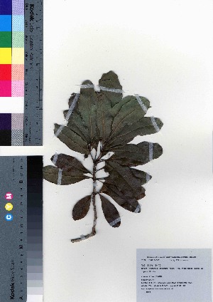  ( - oOGA0333)  @11 [ ] Copyright (2021) Unspecified Forestry and Forest Products Research Institute