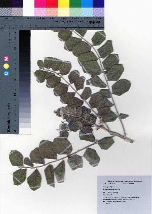  ( - oOGA0338)  @11 [ ] Copyright (2021) Unspecified Forestry and Forest Products Research Institute