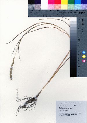  (Echinochloa crus-galli var. crus-galli - oOGA0378)  @11 [ ] Copyright (2021) Unspecified Forestry and Forest Products Research Institute