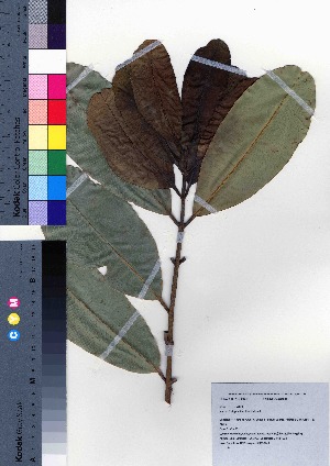  ( - oOGA0443)  @11 [ ] Copyright (2021) Unspecified Forestry and Forest Products Research Institute