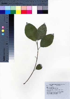  ( - oOGA0461)  @11 [ ] Copyright (2021) Unspecified Forestry and Forest Products Research Institute