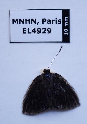  ( - EL4929)  @11 [ ] CreativeCommons - Attribution (2015) Rodolphe Rougerie Muséum national d'Histoire Naturelle, Paris