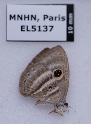  (Leucochinoma hyphea - EL5137)  @13 [ ] CreativeCommons - Attribution (2015) Rodolphe Rougerie Muséum national d'Histoire Naturelle, Paris