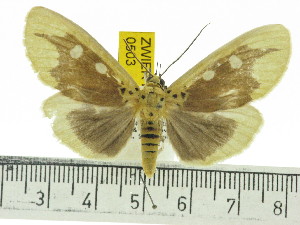  ( - ZWIER DNA 0503)  @14 [ ] Copyright (2010) Jaap Zwier Research Collection of Jaap Zwier