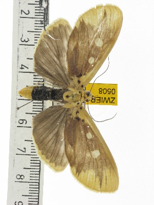  ( - ZWIER DNA 0508)  @13 [ ] Copyright (2010) Jaap Zwier Research Collection of Jaap Zwier
