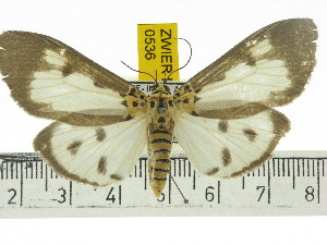  ( - ZWIER DNA 0536)  @14 [ ] Copyright (2010) Jaap Zwier Research Collection of Jaap Zwier