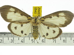  ( - ZWIER DNA 0540)  @14 [ ] Copyright (2010) Jaap Zwier Research Collection of Jaap Zwier