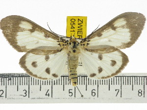  ( - ZWIER DNA 0541)  @14 [ ] Copyright (2010) Jaap Zwier Research Collection of Jaap Zwier