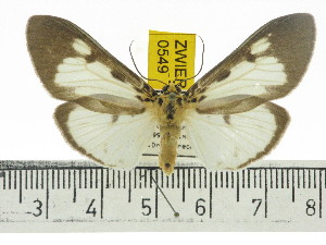  ( - ZWIER DNA 0549)  @14 [ ] Copyright (2010) Jaap Zwier Research Collection of Jaap Zwier