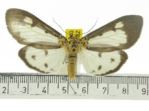  ( - ZWIER DNA 0550)  @14 [ ] Copyright (2010) Jaap Zwier Research Collection of Jaap Zwier