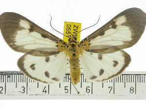  ( - ZWIER DNA 0551)  @14 [ ] Copyright (2010) Jaap Zwier Research Collection of Jaap Zwier
