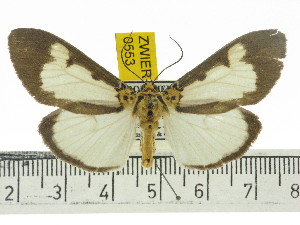  ( - ZWIER DNA 0553)  @14 [ ] Copyright (2010) Jaap Zwier Research Collection of Jaap Zwier