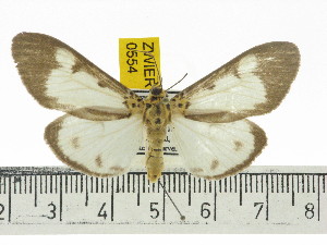  ( - ZWIER DNA 0554)  @14 [ ] Copyright (2010) Jaap Zwier Research Collection of Jaap Zwier