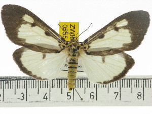  ( - ZWIER DNA 0555)  @14 [ ] Copyright (2010) Jaap Zwier Research Collection of Jaap Zwier