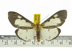  ( - ZWIER DNA 0558)  @14 [ ] Copyright (2010) Jaap Zwier Research Collection of Jaap Zwier