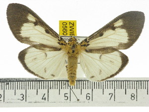  ( - ZWIER DNA 0560)  @14 [ ] Copyright (2010) Jaap Zwier Research Collection of Jaap Zwier