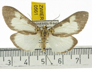  ( - ZWIER DNA 0561)  @14 [ ] Copyright (2010) Jaap Zwier Research Collection of Jaap Zwier