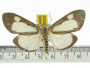  ( - ZWIER DNA 0564)  @14 [ ] Copyright (2010) Jaap Zwier Research Collection of Jaap Zwier
