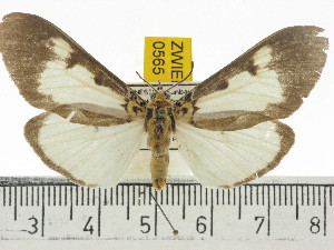  ( - ZWIER DNA 0565)  @14 [ ] Copyright (2010) Jaap Zwier Research Collection of Jaap Zwier