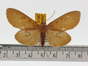  ( - ZWIER DNA 0613)  @11 [ ] Copyright (2010) Jaap Zwier Research Collection of Jaap Zwier