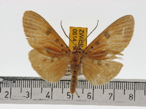  ( - ZWIER DNA 0614)  @11 [ ] Copyright (2010) Jaap Zwier Research Collection of Jaap Zwier