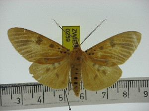  ( - ZWIER DNA 0259)  @11 [ ] Copyright (2010) Jaap Zwier Research Collection of Jaap Zwier