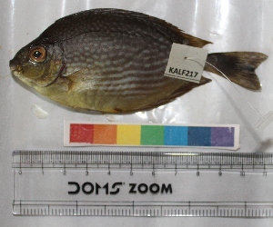  ( - ARE 128)  @11 [ ] Copyright (2015) Dr.G.D. Khedkar PAUL HEBERT CENTRE FOR DNA BARCODING AND BIODIVERSITY STUDIES