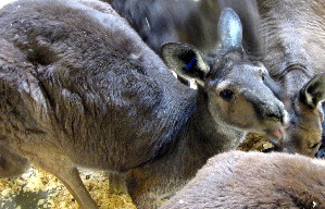  ( - Macropus_fuliginosus_Foster_39408)  @11 [ ] CreativeCommons - Attribution (2012) CBG Photography Group Centre for Biodiversity Genomics