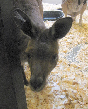  ( - Macropus_fuliginosus_Narinup_31975)  @13 [ ] CreativeCommons - Attribution (2012) CBG Photography Group Centre for Biodiversity Genomics