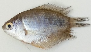  ( - KATEP9)  @11 [ ] Copyright (2015) Dr.G.D. Khedkar PAUL HEBERT CENTRE FOR DNA BARCODING AND BIODIVERSITY STUDIES
