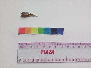  ( - MAKS 110)  @11 [ ] CreativeCommons - Attribution Share-Alike (2018) Unspecified Paul Hebert Centre for DNA Barcoding and Biodiversity Studies