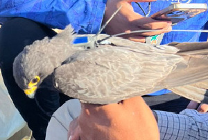  ( - 55050)  @11 [ ] Creative Commons - Attribution (2025) KAUST Beacon Development Unspecified