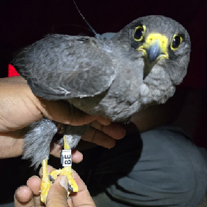  ( - 55101)  @11 [ ] Creative Commons - Attribution (2025) KAUST Beacon Development Unspecified