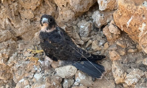  ( - 55106)  @11 [ ] Creative Commons - Attribution (2025) KAUST Beacon Development Unspecified