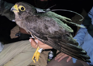  ( - 55108)  @11 [ ] Creative Commons - Attribution (2025) KAUST Beacon Development Unspecified