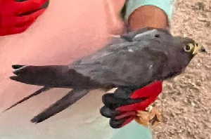  ( - 55112)  @11 [ ] Creative Commons - Attribution (2025) KAUST Beacon Development Unspecified