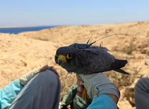  ( - 59230)  @11 [ ] Creative Commons - Attribution (2025) KAUST Beacon Development Unspecified