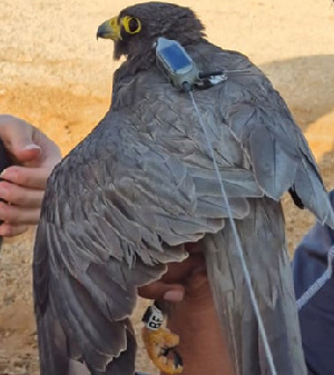  ( - 59231)  @11 [ ] Creative Commons - Attribution (2025) KAUST Beacon Development Unspecified