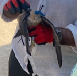  ( - 59232)  @11 [ ] Creative Commons - Attribution (2025) KAUST Beacon Development Unspecified