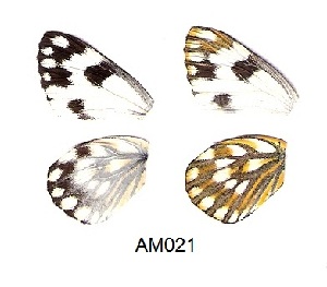  ( - KBGPB137)  @11 [ ] CreativeCommons - Attribution Non-Commercial Share-Alike (2017) Unspecified he Lepidopterists Society of Africa